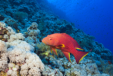 Lyretail Grouper, Variola louti, Elphinstone, Red Sea, Egypt