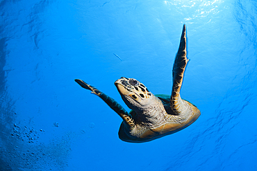 Hawksbill Sea Turtle, Eretmochelys imbricata, Elphinstone, Red Sea, Egypt