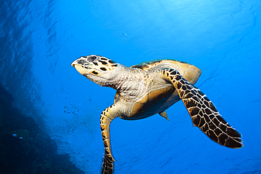 Hawksbill Sea Turtle, Eretmochelys imbricata, Elphinstone, Red Sea, Egypt