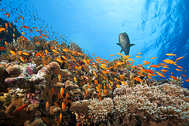 Lyretail Anthias over Reef, Pseudanthias squamipinnis, Elphinstone, Red Sea, Egypt