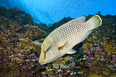 Juvenile Napoleon Humpback Wrasse, Cheilinus undulatus, Elphinstone, Red Sea, Egypt