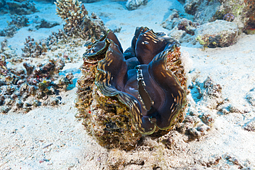 Giant Clam on sandy Bottom, Tridacna squamosa, Marsa Alam, Red Sea, Egypt