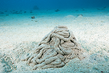 Excretions of Sea Cucumber, Holothuroidea, Marsa Alam, Red Sea, Egypt