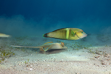 Bluespotted Ribbontail Ray and Clown Coris, Taeniura lymma, Marsa Alam, Red Sea, Egypt