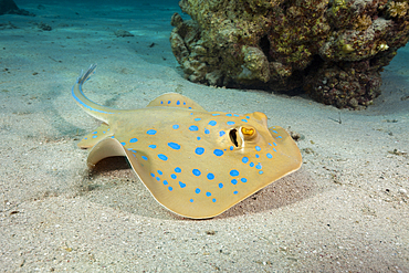 Bluespotted Ribbontail Ray, Taeniura lymma, Marsa Alam, Red Sea, Egypt