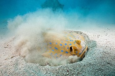 Bluespotted Ribbontail Ray searching for Prey, Taeniura lymma, Marsa Alam, Red Sea, Egypt