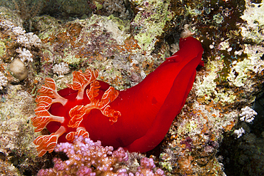 Spanish Dancer, Hexabranchus sanquineus, St. Johns, Red Sea, Egypt