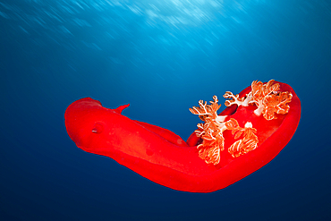 Spanish Dancer, Hexabranchus sanquineus, St. Johns, Red Sea, Egypt