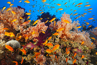 Lyretail Anthias over Reef, Pseudanthias squamipinnis, St. Johns, Red Sea, Egypt