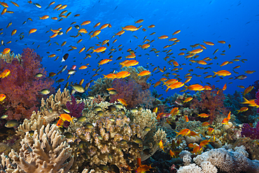 Lyretail Anthias over Reef, Pseudanthias squamipinnis, St. Johns, Red Sea, Egypt