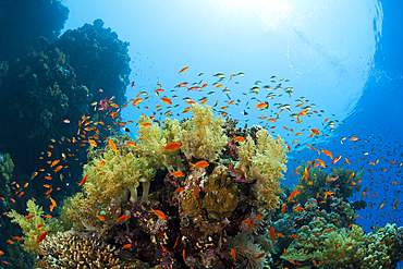 Lyretail Anthias over Reef, Pseudanthias squamipinnis, St. Johns, Red Sea, Egypt