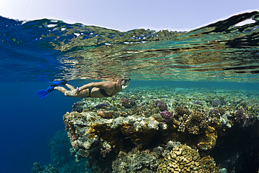 Skin Diving in Red Sea, Zabargad, Red Sea, Egypt