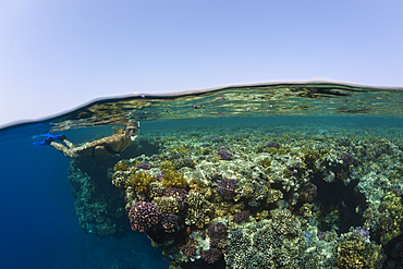 Skin Diving in Red Sea, Zabargad, Red Sea, Egypt