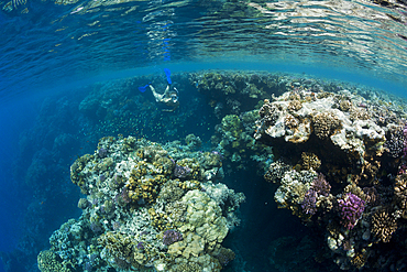 Skin Diving in Red Sea, Zabargad, Red Sea, Egypt