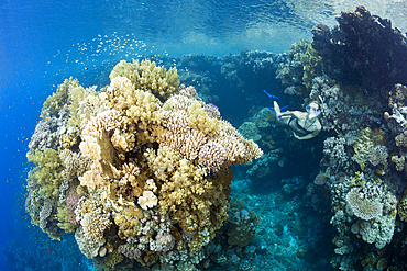 Skin Diving in Red Sea, Zabargad, Red Sea, Egypt