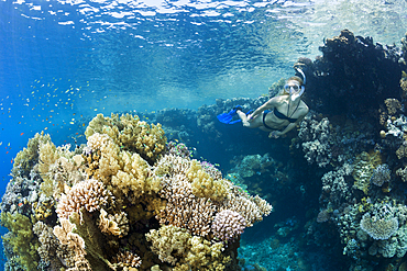 Skin Diving in Red Sea, Zabargad, Red Sea, Egypt