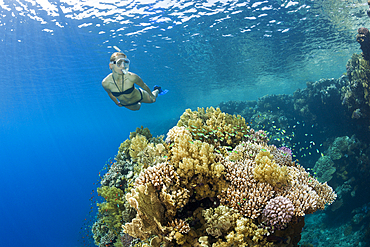 Skin Diving in Red Sea, Zabargad, Red Sea, Egypt