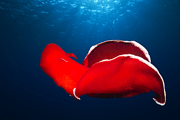 Spanish Dancer, Hexabranchus sanquineus, St. Johns, Red Sea, Egypt