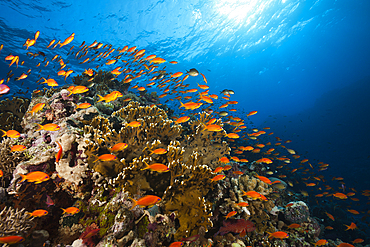 Lyretail Anthias over Reef, Pseudanthias squamipinnis, Elphinstone, Red Sea, Egypt