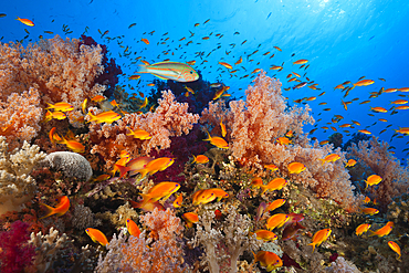 Lyretail Anthias over Reef, Pseudanthias squamipinnis, Elphinstone, Red Sea, Egypt