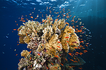 Lyretail Anthias and Fire Corals, Pseudanthias squamipinnis, Elphinstone, Red Sea, Egypt