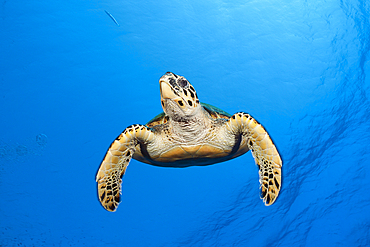 Hawksbill Sea Turtle, Eretmochelys imbricata, Elphinstone, Red Sea, Egypt