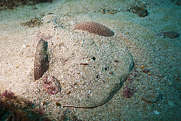 Torpedo Ray hiding in Sand, Torpedo sinuspersici, Aliwal Shoal, Indian Ocean, South Africa