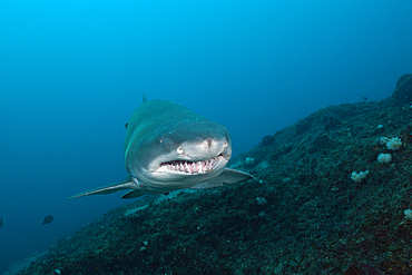 Sand Tiger Shark, Carcharias taurus, Aliwal Shoal, Indian Ocean, South Africa