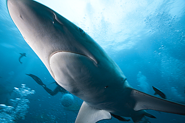 Blacktip Shark, Carcharhinus limbatus, Aliwal Shoal, Indian Ocean, South Africa