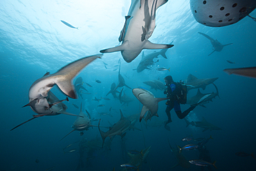 Blacktip Sharks, Carcharhinus limbatus, Aliwal Shoal, Indian Ocean, South Africa