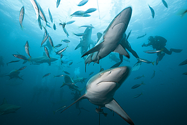 Blacktip Sharks, Carcharhinus limbatus, Aliwal Shoal, Indian Ocean, South Africa