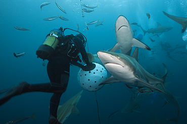 Blacktip Sharks, Carcharhinus limbatus, Aliwal Shoal, Indian Ocean, South Africa