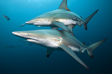 Blacktip Sharks, Carcharhinus limbatus, Aliwal Shoal, Indian Ocean, South Africa