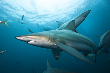 Blacktip Sharks, Carcharhinus limbatus, Aliwal Shoal, Indian Ocean, South Africa