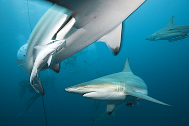 Blacktip Sharks, Carcharhinus limbatus, Aliwal Shoal, Indian Ocean, South Africa