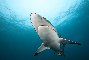 Blacktip Shark, Carcharhinus limbatus, Aliwal Shoal, Indian Ocean, South Africa