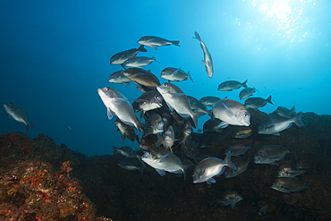 Shoal of Breams, Polyamblyodon germanum, Aliwal Shoal, Indian Ocean, South Africa