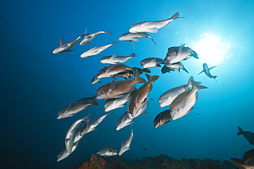 Shoal of Breams, Polyamblyodon germanum, Aliwal Shoal, Indian Ocean, South Africa