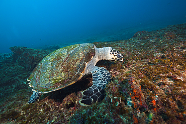 Hawksbill Sea Turtle, Eretmochelys imbricata, Aliwal Shoal, Indian Ocean, South Africa