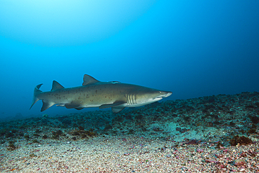 Sand Tiger Shark, Carcharias taurus, Aliwal Shoal, Indian Ocean, South Africa