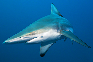 Blacktip Shark, Carcharhinus limbatus, Aliwal Shoal, Indian Ocean, South Africa