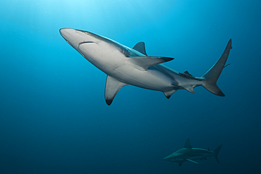 Blacktip Shark, Carcharhinus limbatus, Aliwal Shoal, Indian Ocean, South Africa