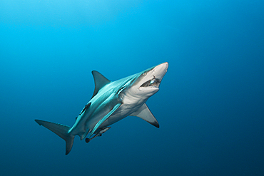 Blacktip Shark, Carcharhinus limbatus, Aliwal Shoal, Indian Ocean, South Africa