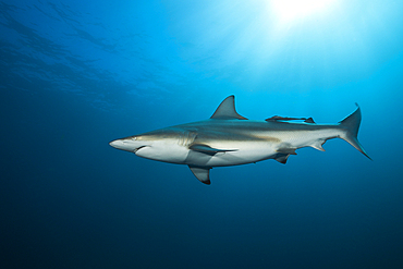 Blacktip Shark, Carcharhinus limbatus, Aliwal Shoal, Indian Ocean, South Africa