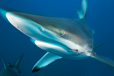 Blacktip Shark, Carcharhinus limbatus, Aliwal Shoal, Indian Ocean, South Africa