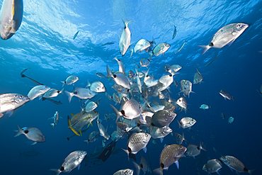 Shoal of Breams, Diplodus capensis, Aliwal Shoal, Indian Ocean, South Africa