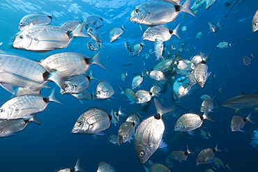 Shoal of Breams, Diplodus capensis, Aliwal Shoal, Indian Ocean, South Africa