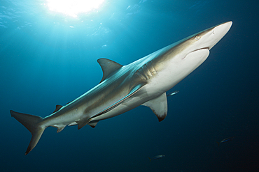 Blacktip Shark, Carcharhinus limbatus, Aliwal Shoal, Indian Ocean, South Africa