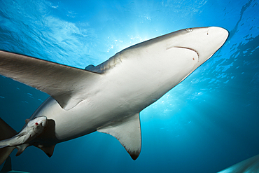 Blacktip Shark, Carcharhinus limbatus, Aliwal Shoal, Indian Ocean, South Africa