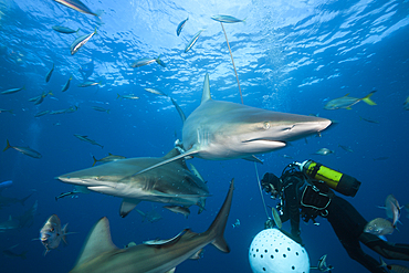 Blacktip Sharks, Carcharhinus limbatus, Aliwal Shoal, Indian Ocean, South Africa